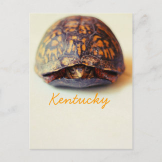 Turtle by JerseyFawn Briefkaart