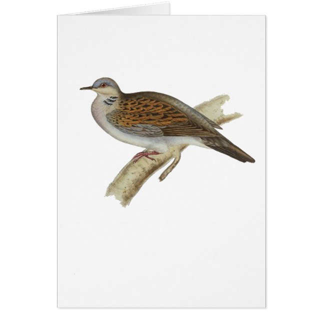 Turtle Dove (Voorkant)