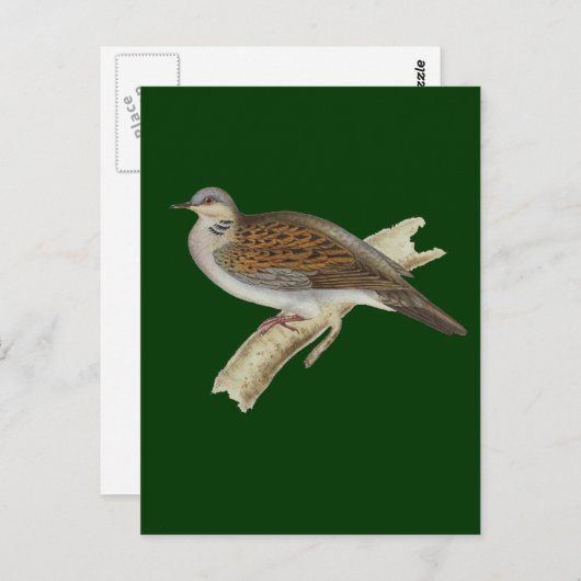 Turtle Dove Briefkaart (Voorkant / Achterkant)