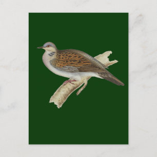 Turtle Dove Briefkaart