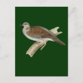 Turtle Dove Briefkaart (Voorkant)