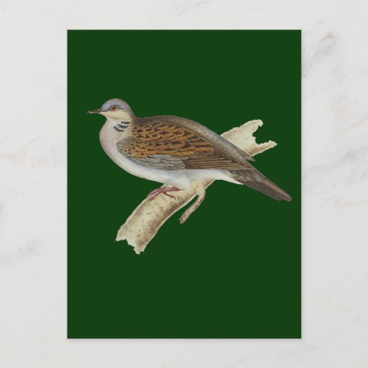 Turtle Dove Briefkaart (Voorkant)