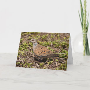 Turtle Dove Wenskaart Kaart