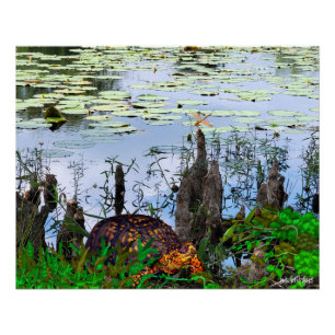 Turtle Dragonfly Pneumatophores Vijver Perfect Poster