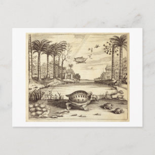 Turtle Eggs Hatching, uit China geïllustreerd door Briefkaart