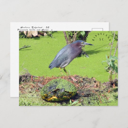 Turtle en Heron South Carolina Briefkaart (Voorkant / Achterkant)