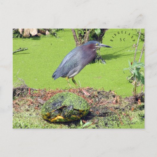 Turtle en Heron South Carolina Briefkaart (Voorkant)