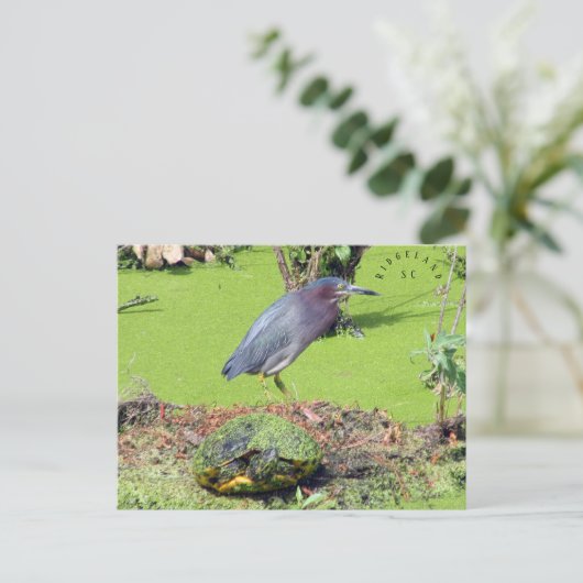 Turtle en Heron South Carolina Briefkaart (Staand voorkant)