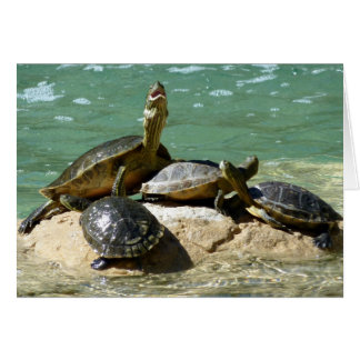 Turtle family