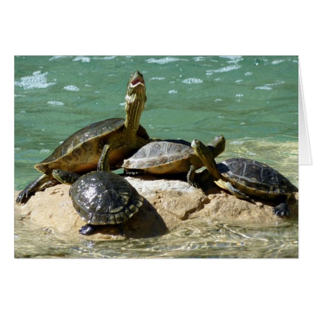 Turtle family (Voorkant Horizontaal)