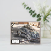 Turtle Friends Phoenix, Az Zoo Postcard Briefkaart (Staand voorkant)