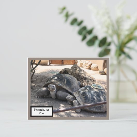 Turtle Friends Phoenix, Az Zoo Postcard Briefkaart (Staand voorkant)