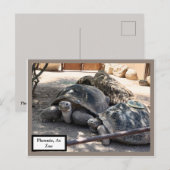 Turtle Friends Phoenix, Az Zoo Postcard Briefkaart (Voorkant / Achterkant)