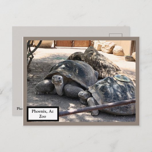 Turtle Friends Phoenix, Az Zoo Postcard Briefkaart (Voorkant / Achterkant)