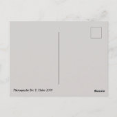 Turtle Friends Phoenix, Az Zoo Postcard Briefkaart (Achterkant)