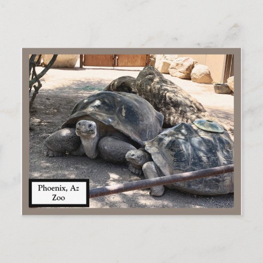 Turtle Friends Phoenix, Az Zoo Postcard Briefkaart (Voorkant)