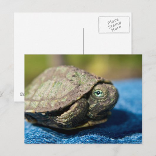 Turtle Hatchling op Denim Briefkaart (Voorkant / Achterkant)