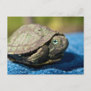 Turtle Hatchling op Denim Briefkaart