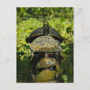 Turtle High Briefkaart