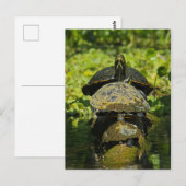 Turtle High Briefkaart (Voorkant / Achterkant)