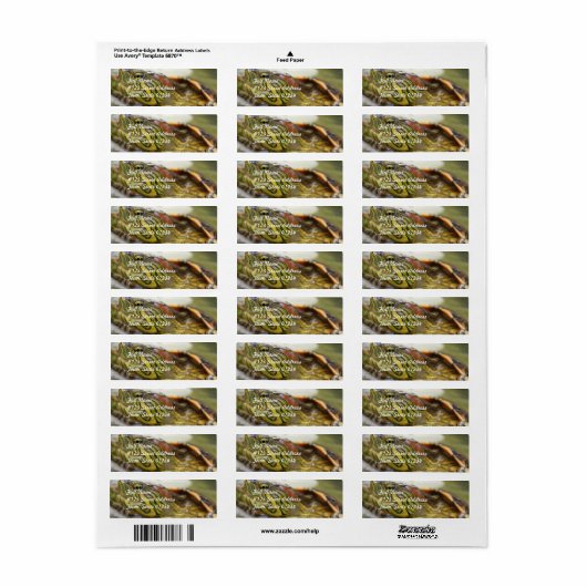 Turtle Identification Mailing Label (Full Sheet)