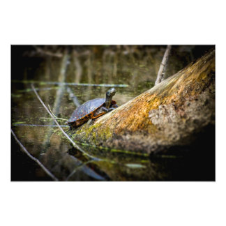 Turtle Log Foto Afdruk