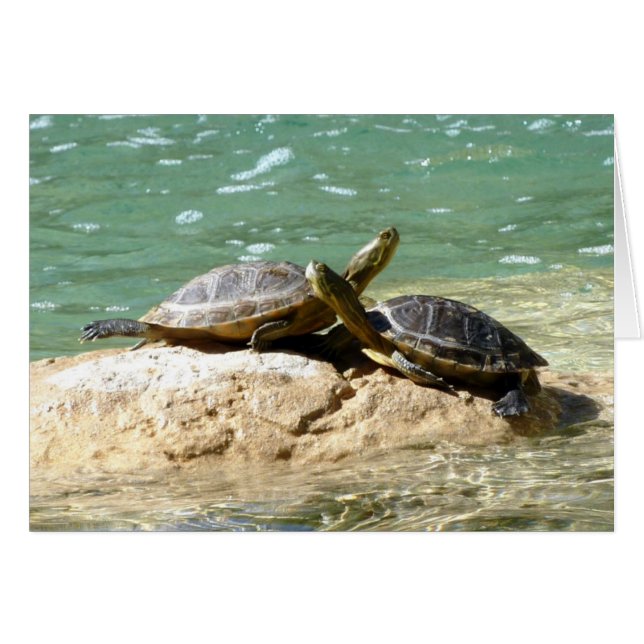 Turtle Love (Voorkant Horizontaal)