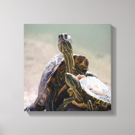 Turtle Love Canvas Afdruk (Voorkant)