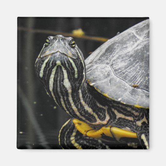 Turtle Magnet (Voorkant)