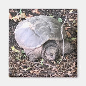 Turtle Magnet (Voorkant)