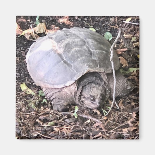 Turtle Magnet (Voorkant)