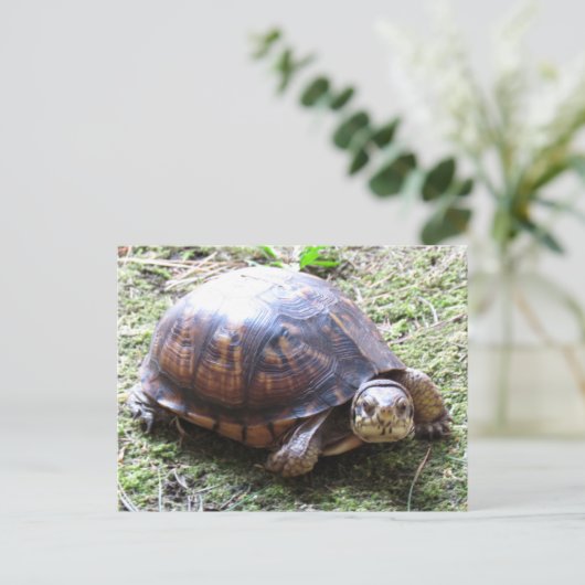 Turtle - Mossy Path Briefkaart (Staand voorkant)