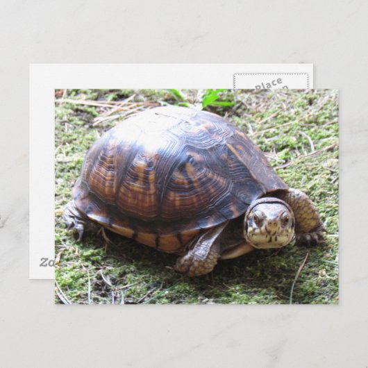 Turtle - Mossy Path Briefkaart (Voorkant / Achterkant)