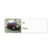 Turtle - Mossy Path Etiket (Voorkant)