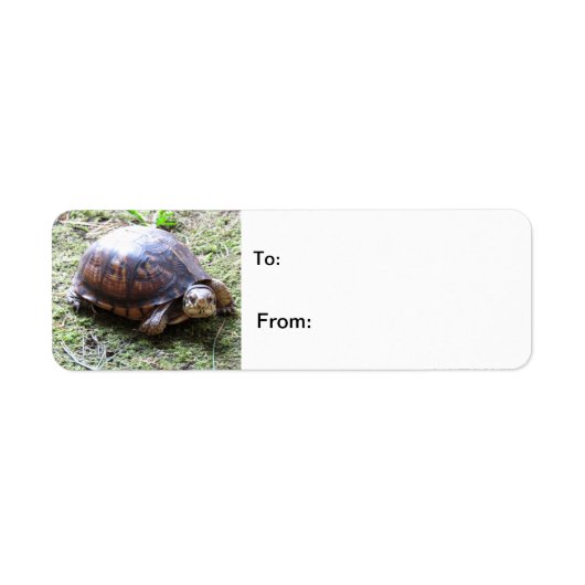 Turtle - Mossy Path Etiket (Voorkant)