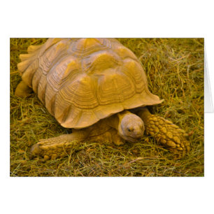 Turtle Note Kaart