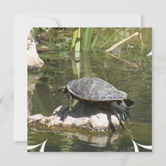 Turtle on a Rock Invitation Kaart (Voorkant)
