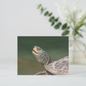 Turtle on LaChute Briefkaart (Staand voorkant)