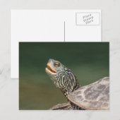 Turtle on LaChute Briefkaart (Voorkant / Achterkant)