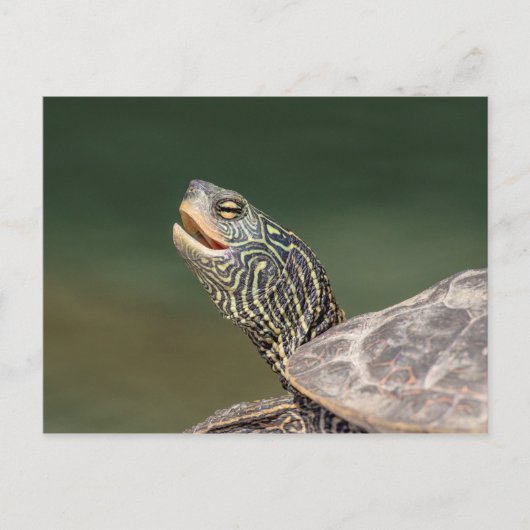 Turtle on LaChute Briefkaart (Voorkant)