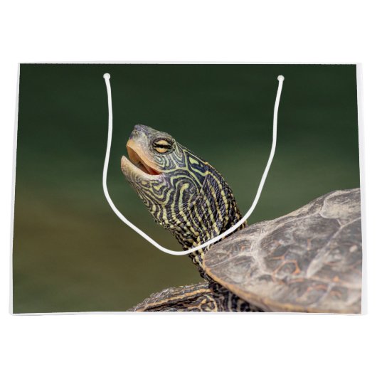 Turtle on LaChute Large Cadeautasje (Voorkant)
