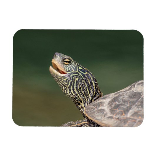 Turtle on LaChute Magneet (Horizontaal)