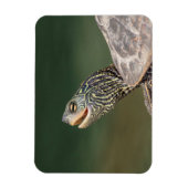 Turtle on LaChute Magneet (Verticaal)