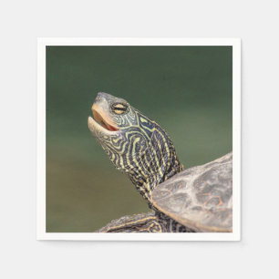 Turtle on LaChute Servet