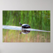 Turtle on Log Poster (Voorkant)