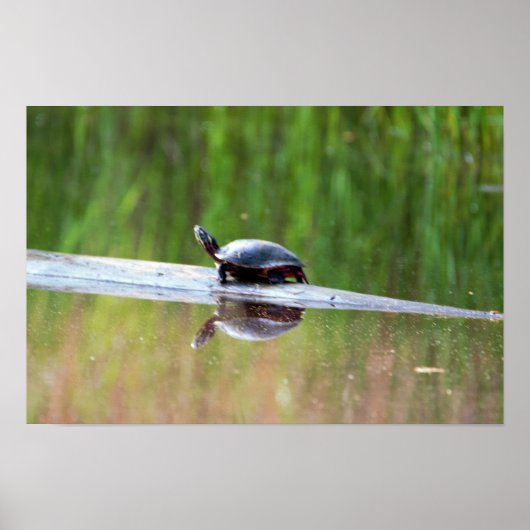 Turtle on Log Poster (Voorkant)