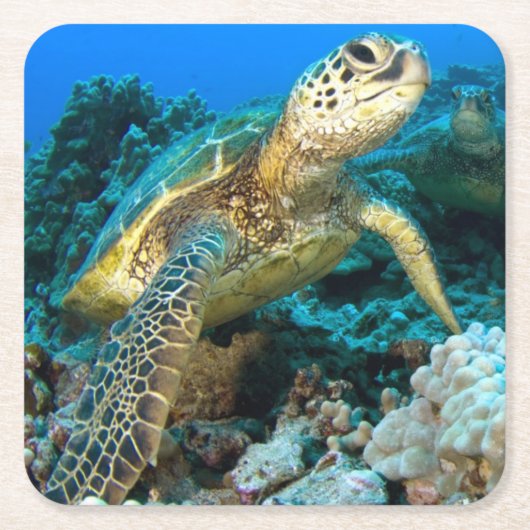 Turtle Pair Kartonnen Onderzetters (Voorkant)