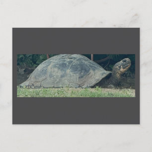 Turtle Photo Briefkaart