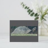 Turtle Photo Briefkaart (Staand voorkant)