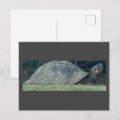 Turtle Photo Briefkaart (Voorkant / Achterkant)